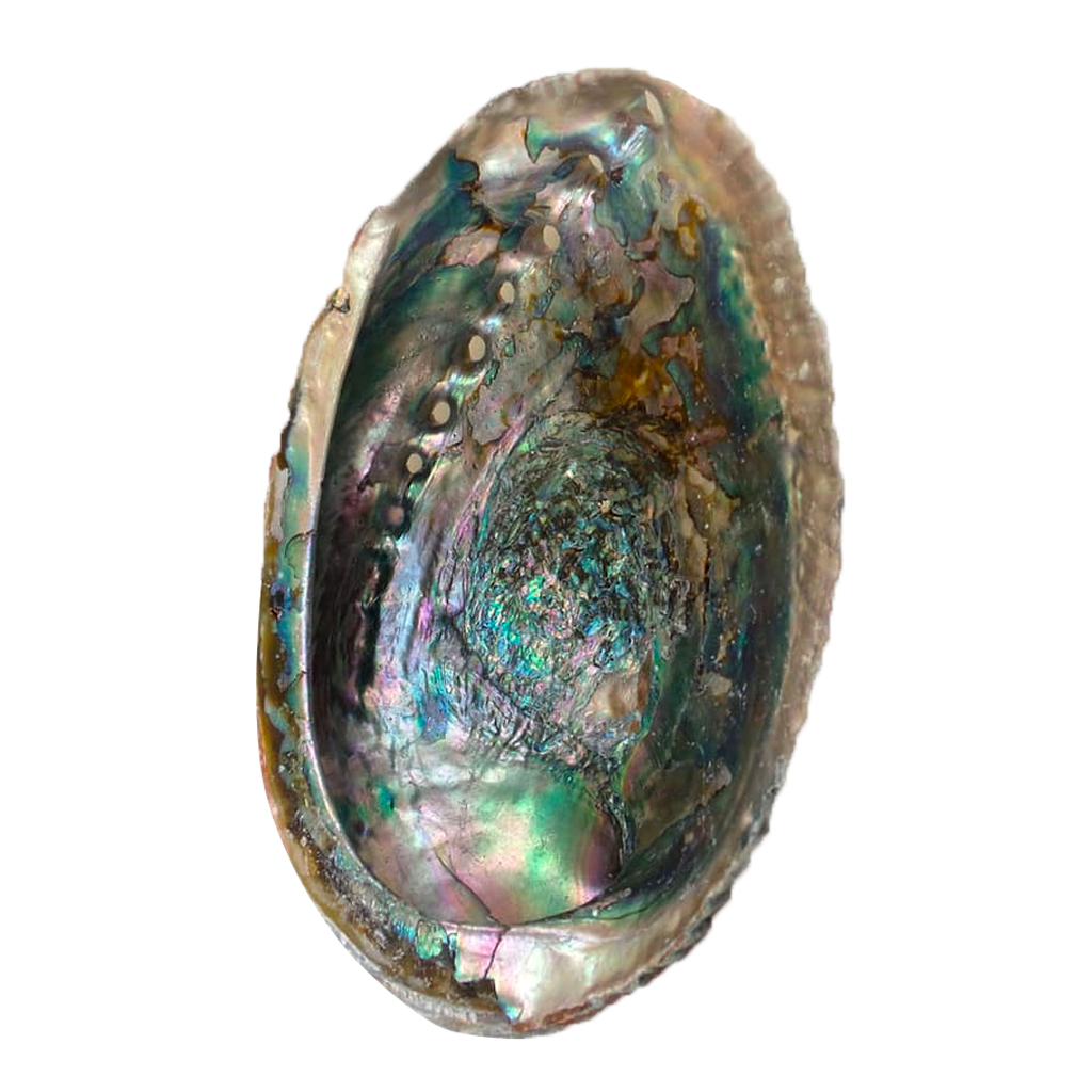 Abalone
